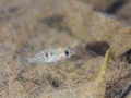 Krobia aff. guianensis - Guyane