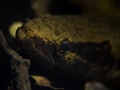 Hoplias malabrichus - Guyane