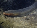 Electrophorus electricus - Guyane