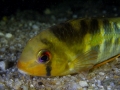 Krobia aff. guianensis - Guyane