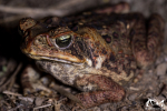 Crapaud buffle (Rhinella marina) - Guyane