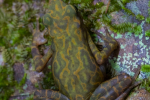 Atélope de Guyane (Atelopus flavescens)