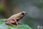 Atélope de Guyane (Atelopus flavescens)