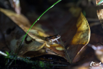Anomaloglosse des Guyanes (Anomaloglossus baeobatrachus)