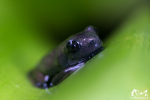 Juvénile d'Ostéocéphale (Osteocephalus sp) - Guyane