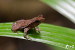 Rhinella sp - Guyane