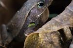 Crapaud perlé (Rhinella cf. margaritifera) - Guyane