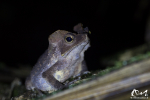 Crapaud perlé (Rhinella cf. margaritifera) - Guyane