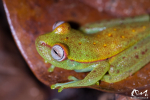 Rainette ponctuée (Hypsiboas punctatus) - Guyane