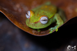 Rainette ponctuée (Hypsiboas punctatus) - Guyane