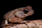 Juvénile de Crapaud tacheté (Rhaebo guttatus) - Guyane