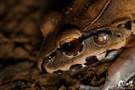 Leptodactyle sp (Leptodactylus sp) - Guyane