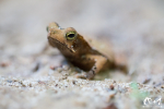 Crapaud perlé (Rhinella cf. margaritifera) - Guyane