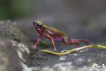 Atélope de Guyane (Atelopus flavescens)