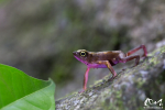 Atélope de Guyane (Atelopus flavescens)