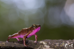 Atélope de Guyane (Atelopus flavescens)