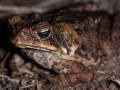 Crapaud buffle (Rhinella marina) - Guyane