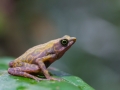 Atélope de Guyane (Atelopus flavescens)