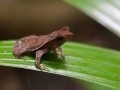 Rhinella sp - Guyane