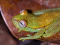 Rainette ponctuée (Hypsiboas punctatus) - Guyane