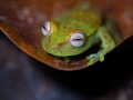 Rainette ponctuée (Hypsiboas punctatus) - Guyane