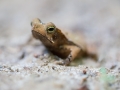 Crapaud perlé (Rhinella cf. margaritifera) - Guyane
