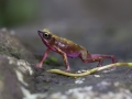 Atélope de Guyane (Atelopus flavescens)