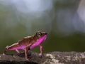 Atélope de Guyane (Atelopus flavescens)