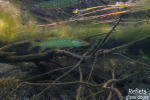 Brochet © Anne-Cécile Monnier