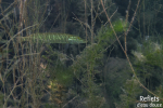 Brochet © Anne-Cécile Monnier