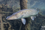 Brochet © Anne-Cécile Monnier