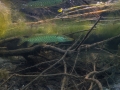 Brochet © Anne-Cécile Monnier