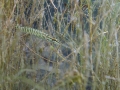 Brochet © Anne-Cécile Monnier