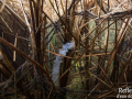 Ponte de Perche commune et Crapaud commun - Etang forestier (54) © Anne-Cécile Monnier