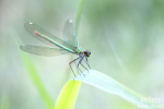 Demoiselle © Anne-Cécile Monnier