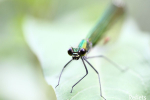 Demoiselle © Anne-Cécile Monnier