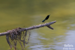 Demoiselle © Anne-Cécile Monnier