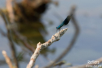 Demoiselle © Anne-Cécile Monnier