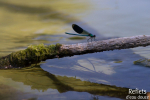 Demoiselle © Anne-Cécile Monnier