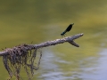 Demoiselle © Anne-Cécile Monnier
