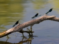 Demoiselles © Anne-Cécile Monnier