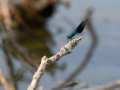 Demoiselle © Anne-Cécile Monnier