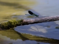 Demoiselle © Anne-Cécile Monnier