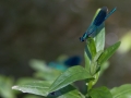 Demoiselle © Anne-Cécile Monnier