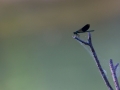 Demoiselle © Anne-Cécile Monnier