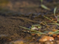 Grenouille verte © Anne-Cécile Monnier